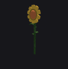 Sunflower Plant